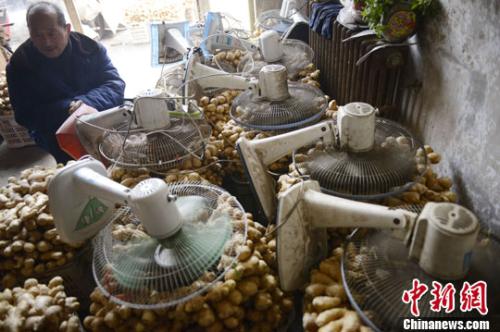 資料圖：山西太原蔬菜批發(fā)市場，姜販用多臺電風(fēng)扇風(fēng)干新鮮潮濕的生姜。<a target='_blank' ><p  align=