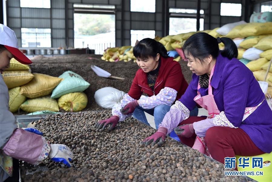（圖文互動）（1）大山深處的&ldquo;生態(tài)經(jīng)濟&rdquo; 