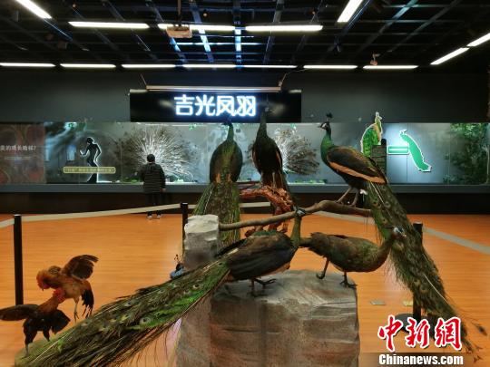 先有雞還是先有蛋？這個科普展覽有點(diǎn)&ldquo;不一般&rdquo;