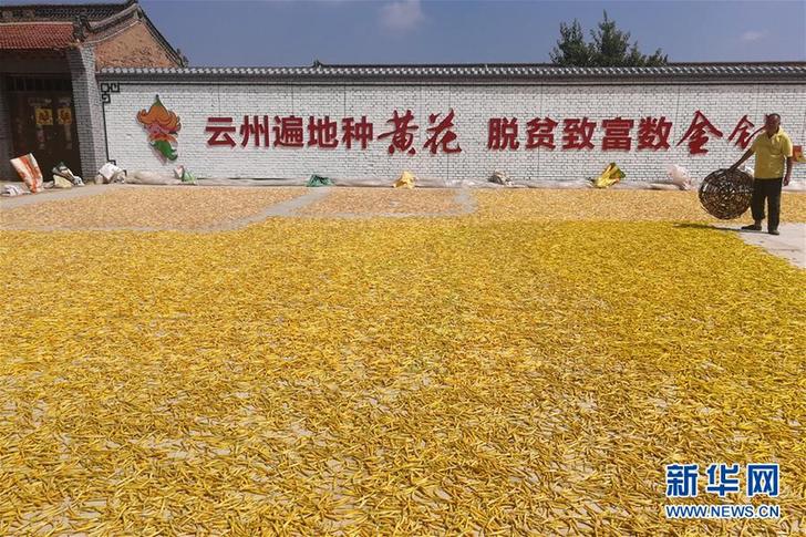 （在習(xí)近平新時代中國特色社會主義思想指引下&mdash;&mdash;新時代新作為新篇章&middot;鄉(xiāng)村振興戰(zhàn)略&middot;圖文互動）（2）一株忘憂草，萬家喜眉梢&mdash;&mdash;山西省大同市云州區(qū)黃花產(chǎn)業(yè)扶貧觀察