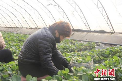 正值隆冬時(shí)節(jié)，山西省長治市長子縣天寒地凍，最低氣溫已有零下十幾度，當(dāng)?shù)氐氖卟舜笈飪?nèi)卻&ldquo;春意盎然&rdquo;、生機(jī)勃勃?！⊥蹙S寧 攝