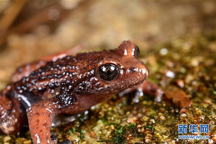 （圖文互動）（2）云南高黎貢山發(fā)現(xiàn)兩棲動物新種&ldquo;騰沖齒突蟾&rdquo;