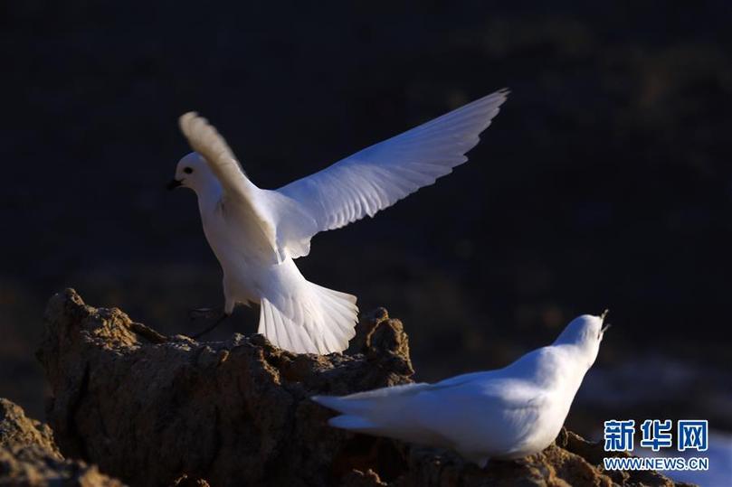 （第35次南極科考&middot;圖文互動(dòng)）（1）中國首次利用紅外相機(jī)自動(dòng)監(jiān)測(cè)南極雪海燕