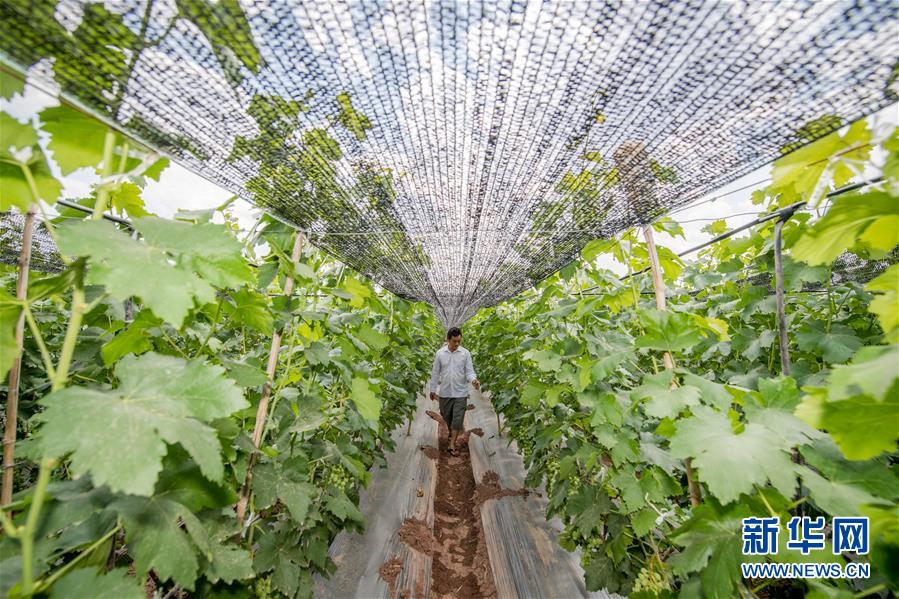 （在習(xí)近平新時(shí)代中國(guó)特色社會(huì)主義思想指引下&mdash;&mdash;新時(shí)代新作為新篇章&middot;圖文互動(dòng)）（2）紅土高原上掀起&ldquo;綠色旋風(fēng)&rdquo; 