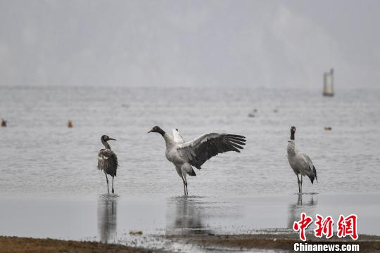 圖為在納帕海濕地棲息的黑頸鶴?！⑷疥?yáng) 攝