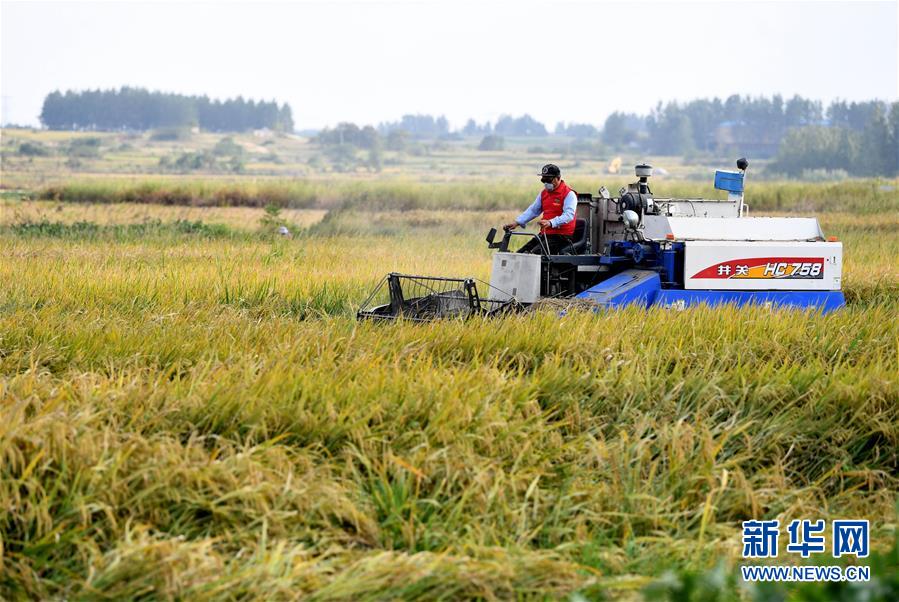 （新華全媒頭條&middot;愛(ài)國(guó)情 奮斗者&middot;圖文互動(dòng)）（6）一個(gè)村的奮斗，一個(gè)時(shí)代的巨變&mdash;&mdash;記敢&ldquo;蹚新路&rdquo;的小崗人