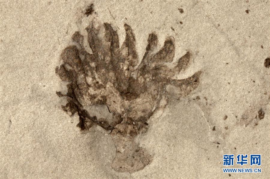 （新華全媒頭條&middot;圖文互動）（9）探尋5億年前&ldquo;生命大爆炸&rdquo;之奧秘&mdash;&mdash;中國科學(xué)家發(fā)現(xiàn)寒武紀(jì)&ldquo;化石寶庫&rdquo;清江生物群紀(jì)實(shí)