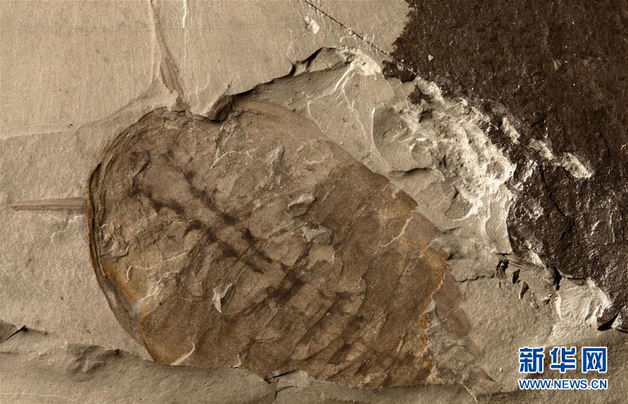 （新華全媒頭條&middot;圖文互動）（10）探尋5億年前&ldquo;生命大爆炸&rdquo;之奧秘&mdash;&mdash;中國科學(xué)家發(fā)現(xiàn)寒武紀(jì)&ldquo;化石寶庫&rdquo;清江生物群紀(jì)實(shí)