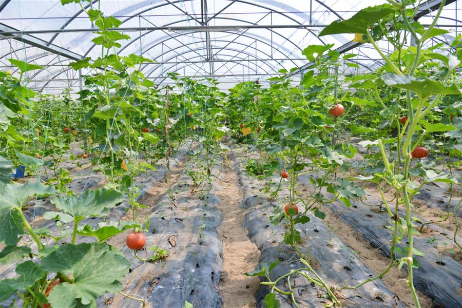 （新華全媒頭條&middot;北京世園會(huì)&middot;圖文互動(dòng)）（16）建設(shè)美麗中國(guó) 共筑綠色家園&mdash;&mdash;寫在2019年中國(guó)北京世界園藝博覽會(huì)開幕之際