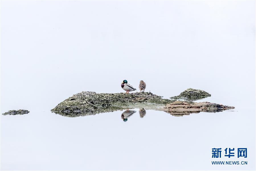 （生態(tài)文明建設(shè)&middot;圖文互動）（4）從亂河灘到&ldquo;鳥的天堂&rdquo;&mdash;&mdash;一名攝影師鏡頭里的&ldquo;生態(tài)變奏曲&rdquo;