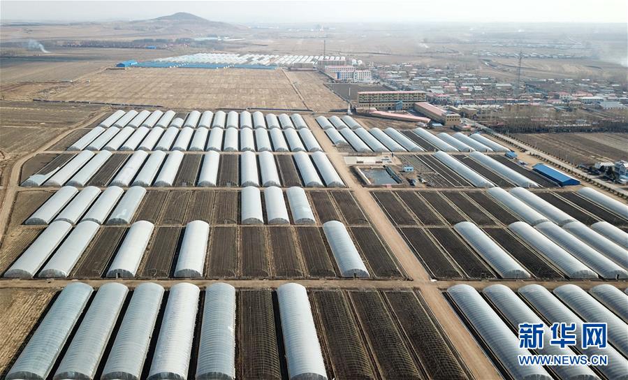 （壯麗70年　奮斗新時代&mdash;&mdash;推動高質量發(fā)展調研行&middot;圖文互動）（1）黑龍江賓縣：&ldquo;北菜南銷&rdquo;演繹結構調整&ldquo;大文章&rdquo; 