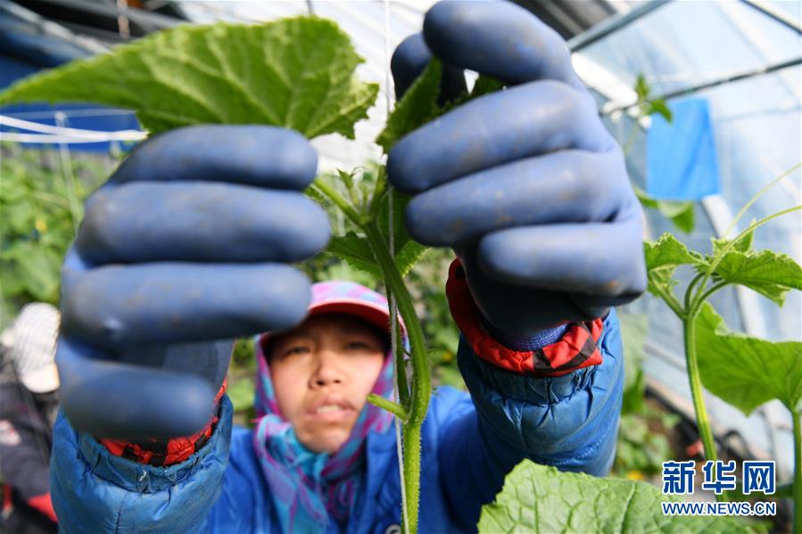 （壯麗70年　奮斗新時代&mdash;&mdash;推動高質量發(fā)展調研行&middot;圖文互動）（6）黑龍江賓縣：&ldquo;北菜南銷&rdquo;演繹結構調整&ldquo;大文章&rdquo; 