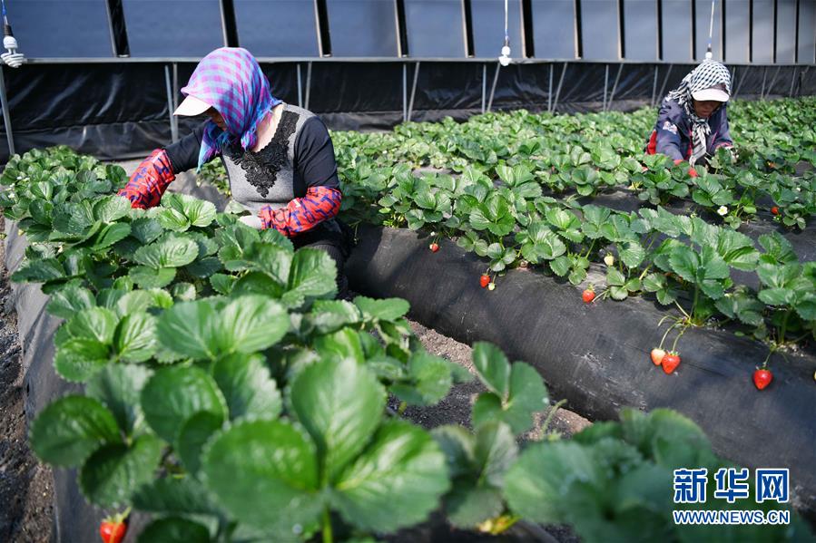 （壯麗70年　奮斗新時代&mdash;&mdash;推動高質量發(fā)展調研行&middot;圖文互動）（7）黑龍江賓縣：&ldquo;北菜南銷&rdquo;演繹結構調整&ldquo;大文章&rdquo; 