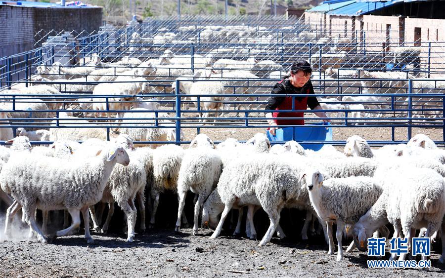 （新華全媒頭條&middot;圖文互動(dòng)）（12）春暉沐浴寶塔山&mdash;&mdash;寫在延安各縣整體脫貧摘帽之際