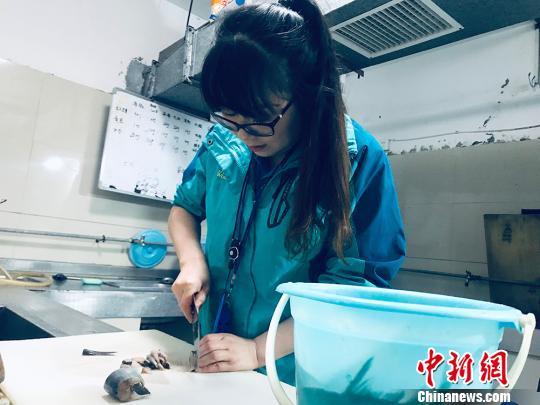 于雅麗在餌料操作間，準備著動物們的食物?！“瑧c龍 攝