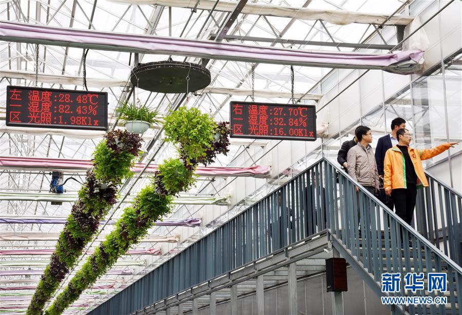 (壯麗70年·奮斗新時代·圖文互動)(2)山東壽光:一棵“菜”興一座城