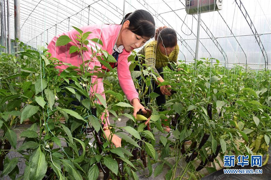 (壯麗70年·奮斗新時代·圖文互動)(3)山東壽光:一棵“菜”興一座城