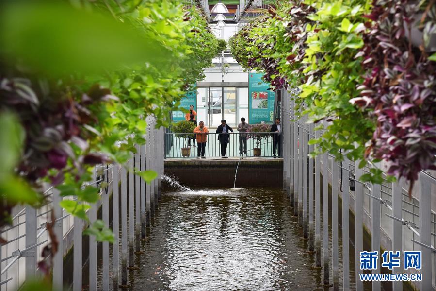 (壯麗70年·奮斗新時代·圖文互動)(10)山東壽光:一棵“菜”興一座城