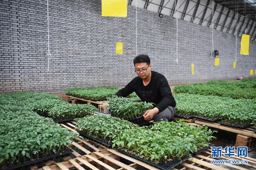 （在習(xí)近平新時(shí)代中國特色社會主義思想指引下&mdash;&mdash;新時(shí)代新作為新篇章&middot;圖文互動）（8）在綠色田野上書寫青春答卷&mdash;&mdash;幾位&ldquo;新農(nóng)民&rdquo;的返鄉(xiāng)創(chuàng)業(yè)故事