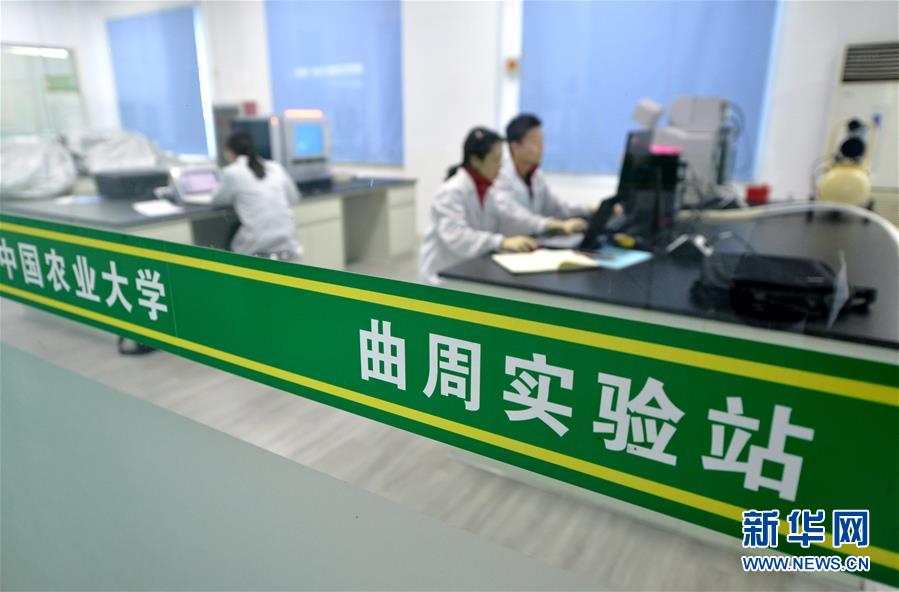 （新華全媒頭條&middot;愛國情 奮斗者&middot;圖文互動(dòng)）（10）把論文寫在祖國的大地上&mdash;&mdash;中國農(nóng)業(yè)大學(xué)46年扎根河北曲周服務(wù)鄉(xiāng)村振興紀(jì)實(shí)