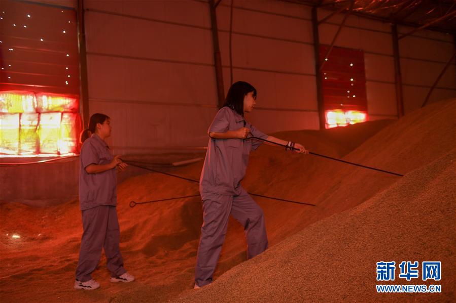 （在習(xí)近平新時(shí)代中國特色社會(huì)主義思想指引下&mdash;&mdash;新時(shí)代新作為新篇章&middot;圖文互動(dòng)）（4）大學(xué)生種田讓農(nóng)民&ldquo;老把式&rdquo;開了眼&mdash;&mdash;吉林長白山下的稻田新事