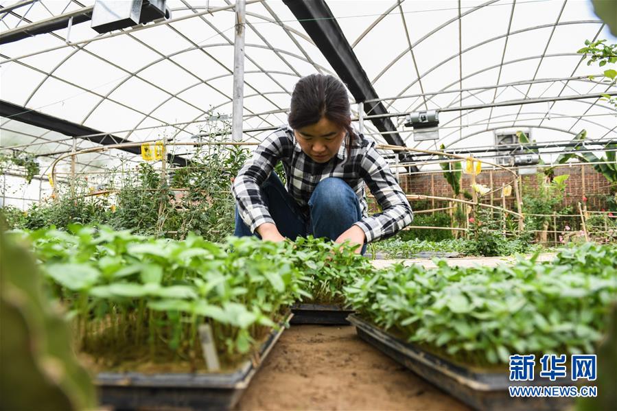 (權(quán)威訪談·聚焦中國(guó)經(jīng)濟(jì)亮點(diǎn)·圖文互動(dòng))(5)防治土地荒漠化 推動(dòng)綠色發(fā)展——專訪國(guó)家林業(yè)和草原局副局長(zhǎng)劉東生