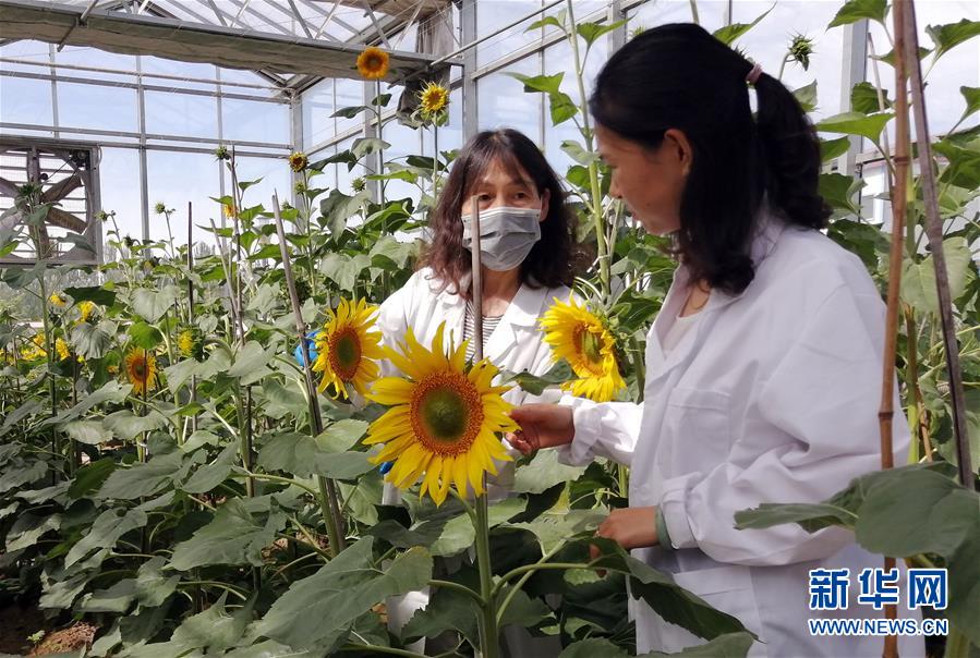 （在習近平新時代中國特色社會主義思想指引下&mdash;&mdash;新時代新作為新篇章&middot;圖文互動）走自主研發(fā)之路：中國食葵打敗&ldquo;洋&rdquo;種子