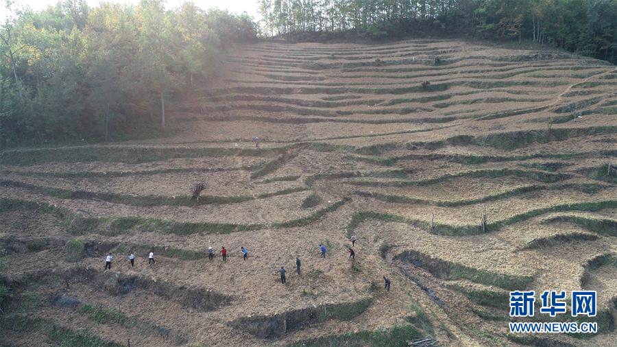 (社會)(3)青青白茶苗 濃濃扶貧情