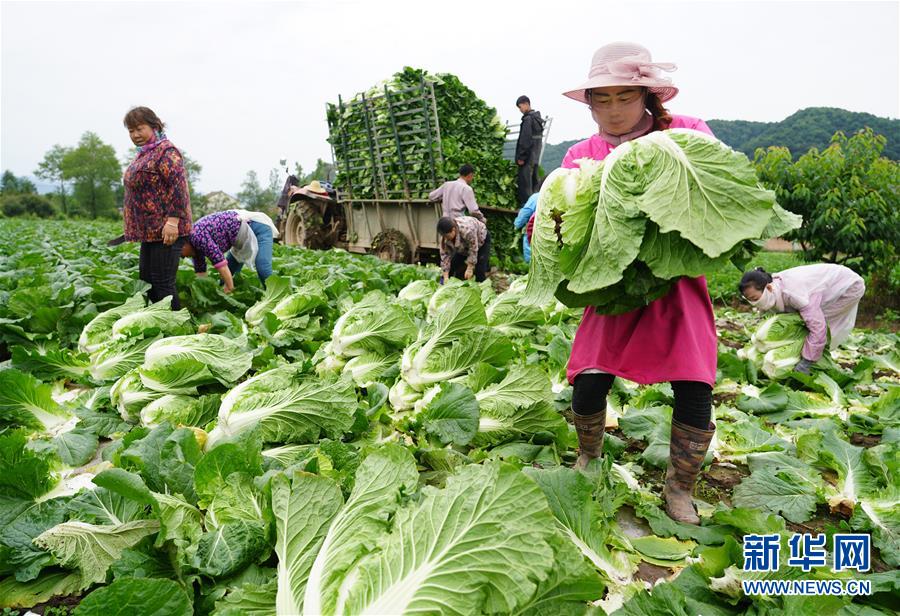 (走基層 聽民聲·圖文互動(dòng))(1)陜西:太白山下種蔬菜 質(zhì)優(yōu)價(jià)高不愁賣