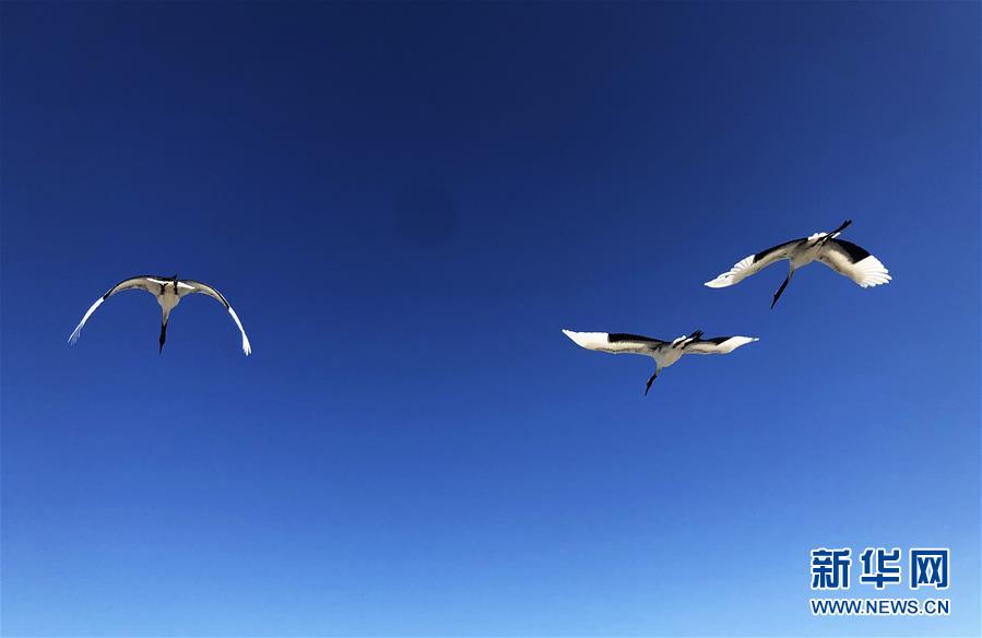 (在習(xí)近平新時代中國特色社會主義思想指引下——新時代新作為新篇章·圖文互動)(3)從“人鳥爭食” 到“人鶴和諧”——濕地生態(tài)保護的“扎龍?zhí)剿?rdquo;
