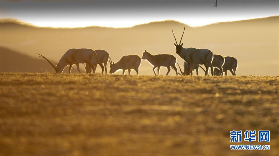 (壯麗70年·奮斗新時(shí)代——共和國發(fā)展成就巡禮·圖文互動)(7)人間奇跡在高原——新中國成立70年西藏發(fā)展成就紀(jì)實(shí)