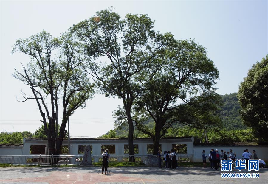 （壯麗70年&middot;奮斗新時(shí)代&mdash;&mdash;記者再走長征路&middot;圖文互動(dòng)）（6）&ldquo;紅軍樹&rdquo;下憶初心、守初心