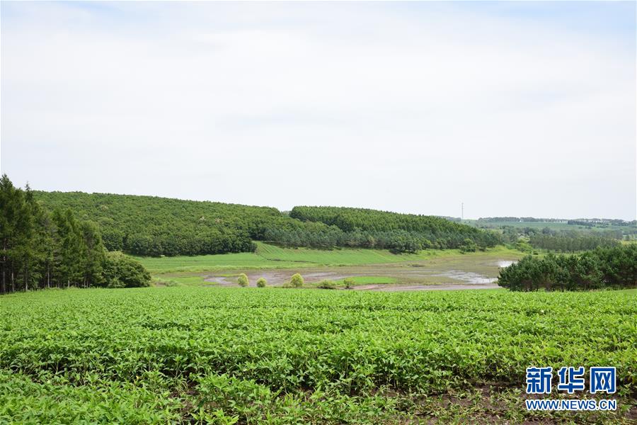 （在習近平新時代中國特色社會主義思想指引下&mdash;&mdash;新時代新作為新篇章&middot;圖文互動）（2）向林木要錢，讓綠樹生金&mdash;&mdash;黑龍江省拜泉縣發(fā)展綠色經(jīng)濟助脫貧