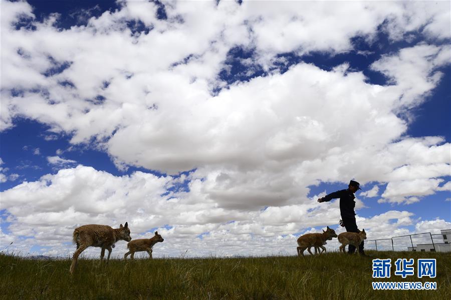 （今日關(guān)注&middot;第一屆國(guó)家公園論壇&middot;圖文互動(dòng)）（5）首個(gè)國(guó)家公園什么樣？專家?guī)阆?ldquo;睹&rdquo;為快