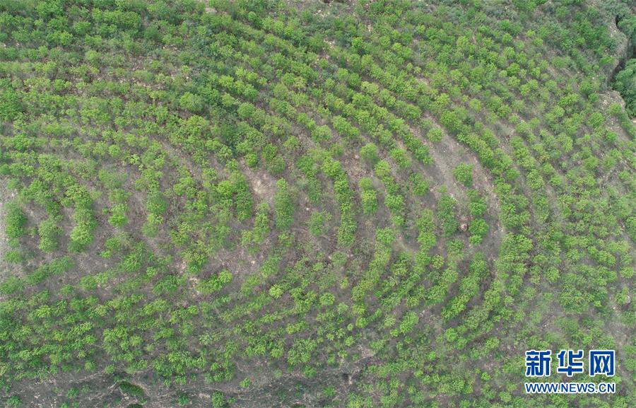 （圖文互動(dòng)）（4）荒土換青山 林海淘真金&mdash;&mdash;延安退耕還林20載造就綠色奇跡