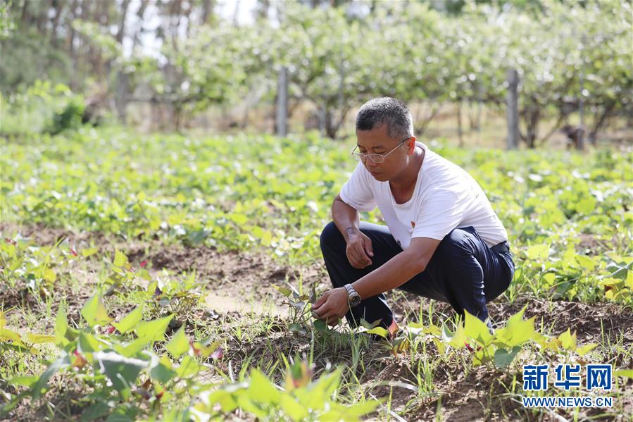 （不忘初心、牢記使命&middot;圖文互動(dòng)）（4）&ldquo;上天入地&rdquo;也要帶領(lǐng)鄉(xiāng)親脫貧&mdash;&mdash;記廣東那毛村駐村第一書(shū)記彭彬