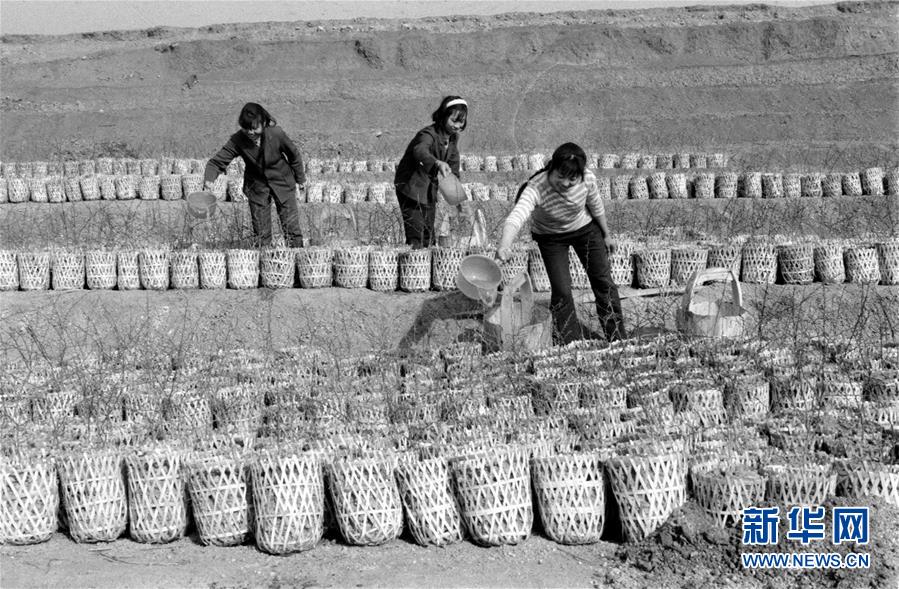 （紅土地&ldquo;往事新說&rdquo;&middot;圖文互動）（2）昔日房前&ldquo;一棵苗&rdquo; 今朝引來橙滿枝