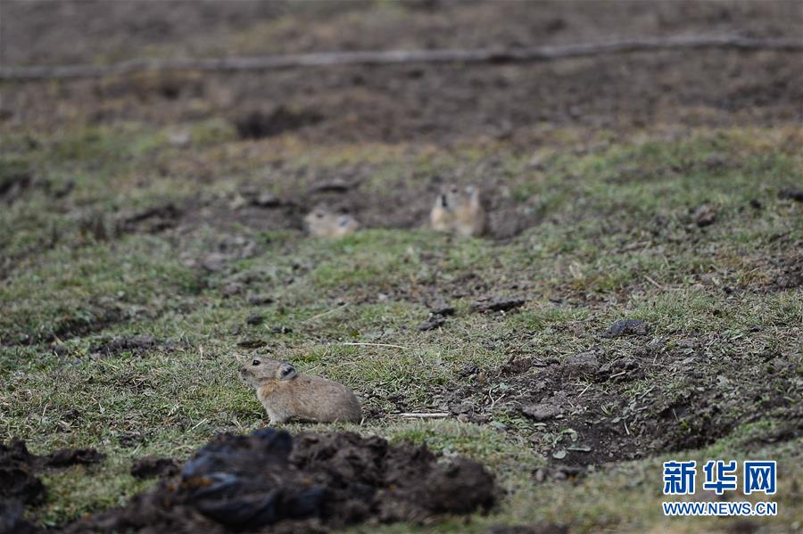 （新華全媒頭條&middot;圖文互動）（11）確保&ldquo;中華水塔&rdquo;碧水東流&mdash;&mdash;中國三江源生態(tài)保護報告