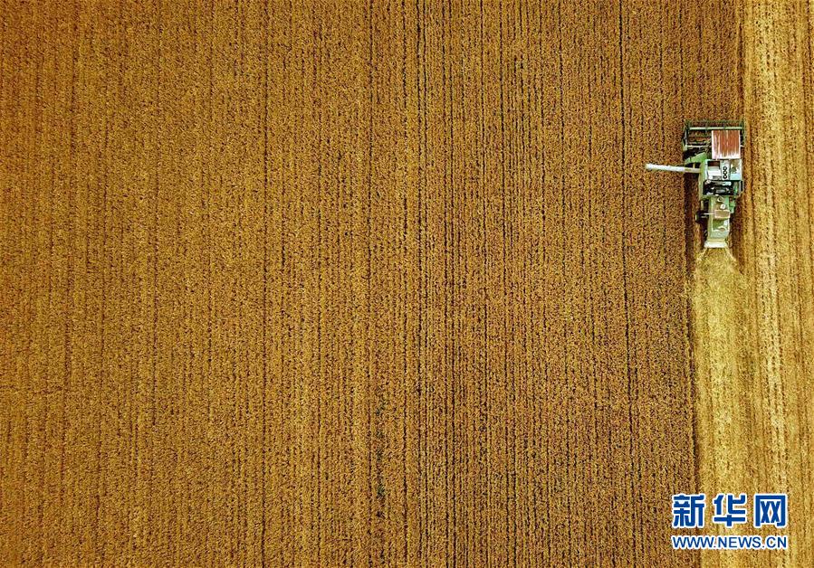(新華全媒頭條·圖文互動(dòng))(7)大國(guó)糧倉的新時(shí)代交響——河南農(nóng)業(yè)70年觀察