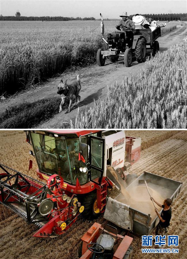 (新華全媒頭條·圖文互動(dòng))(8)大國(guó)糧倉的新時(shí)代交響——河南農(nóng)業(yè)70年觀察