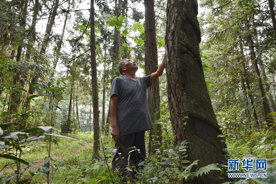 （愛國(guó)情 奮斗者&middot;圖文互動(dòng)）（3）貴州印江高石坎護(hù)林隊(duì)：半輩子，以林場(chǎng)為家