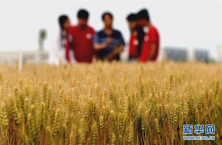 （在習近平新時代中國特色社會主義思想指引下&mdash;&mdash;新時代新作為新篇章&middot;總書記關(guān)心的百姓身邊事&middot;圖文互動）（2）&ldquo;農(nóng)&rdquo;字頭照樣&ldquo;大&rdquo;作為&mdash;&mdash;豐收時節(jié)看涉農(nóng)高校人才在希望的田野