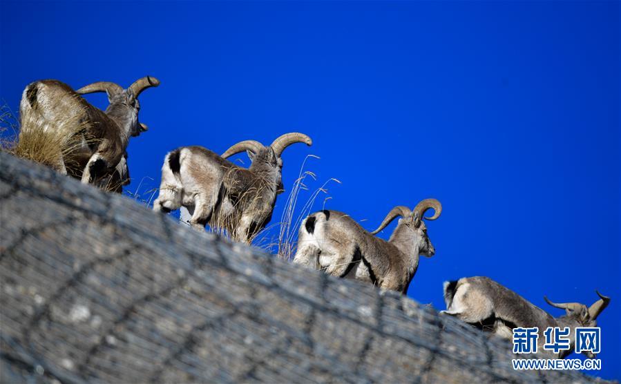 （行走中國(guó)&middot;圖文互動(dòng)）（5）青海三江源：在&ldquo;神山圣湖&rdquo;間尋覓&ldquo;高原精靈&rdquo;