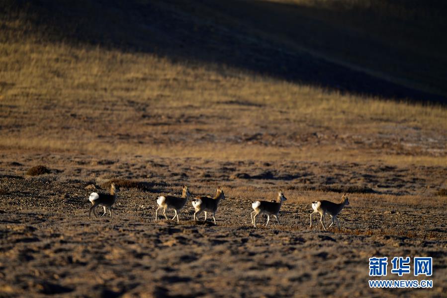 （行走中國(guó)&middot;圖文互動(dòng)）（7）青海三江源：在&ldquo;神山圣湖&rdquo;間尋覓&ldquo;高原精靈&rdquo;