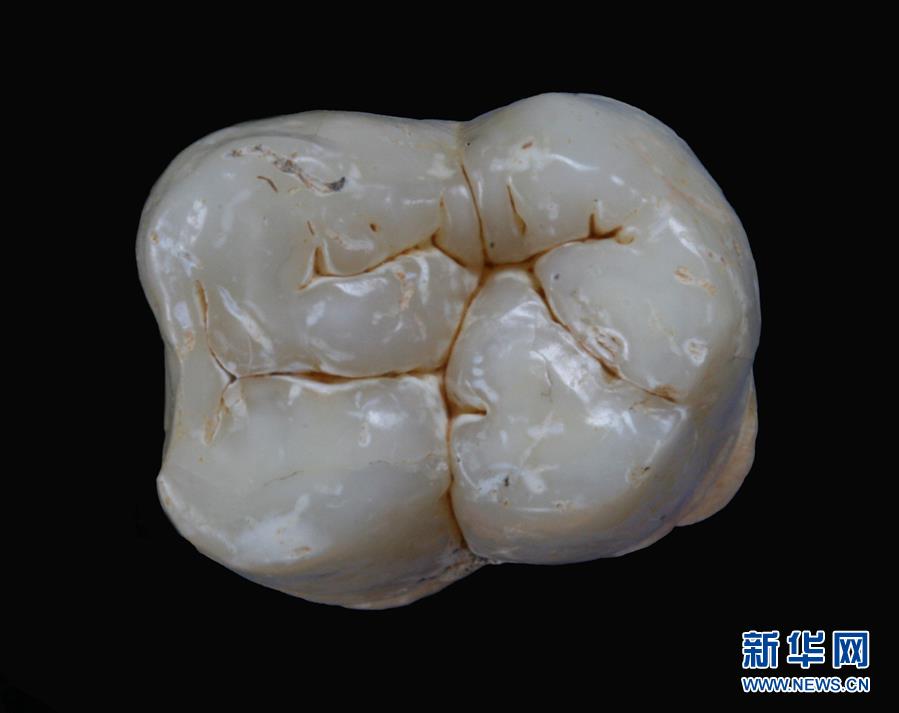 (圖文互動)(1)科學家成功從190萬年前巨猿化石中提取到遺傳物質(zhì)