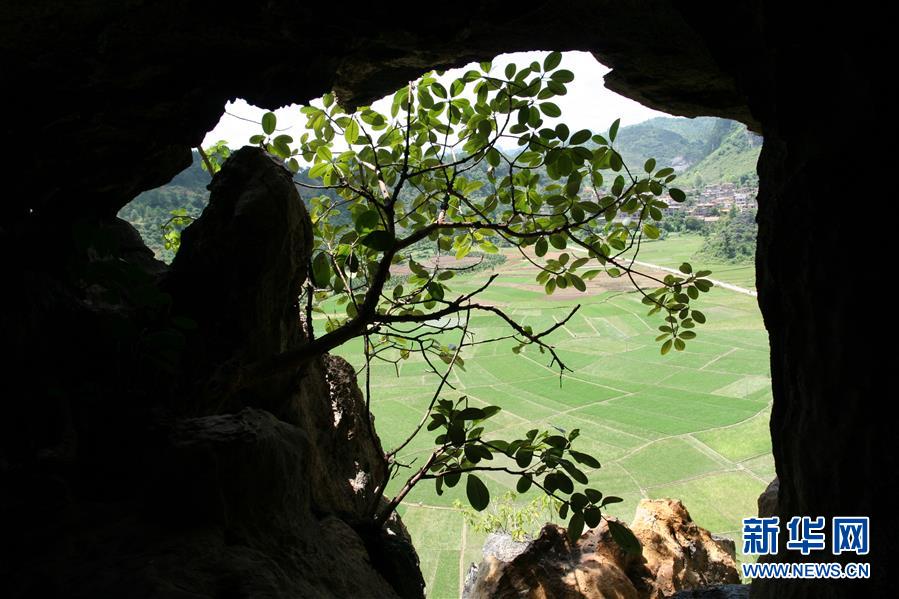 (圖文互動)(3)科學家成功從190萬年前巨猿化石中提取到遺傳物質(zhì)