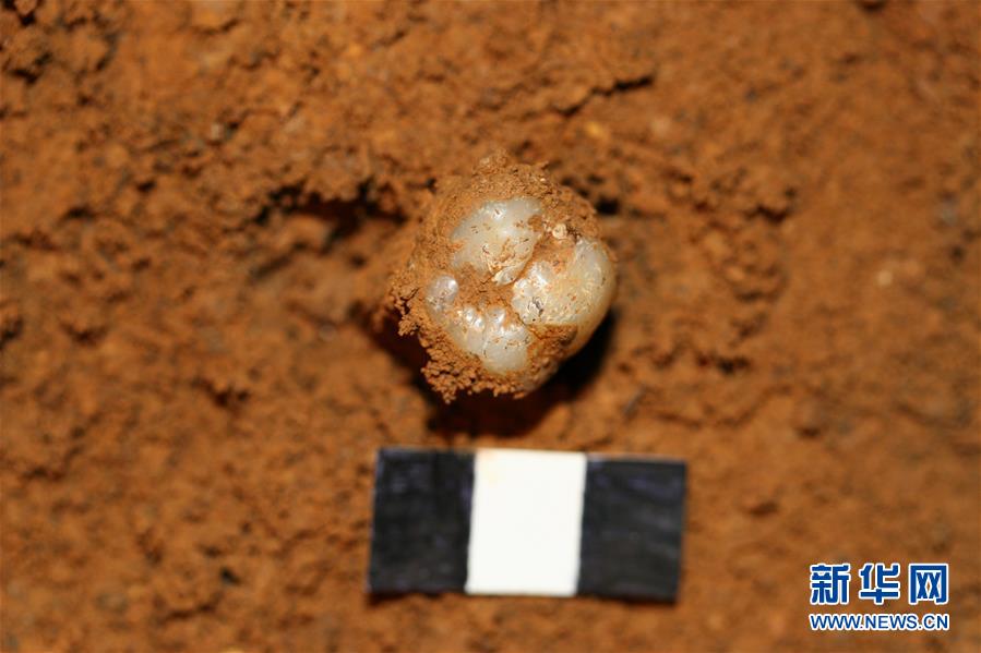 (圖文互動)(4)科學家成功從190萬年前巨猿化石中提取到遺傳物質(zhì)