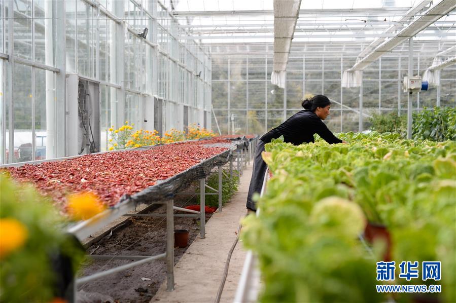 （新華全媒頭條&middot;圖文互動(dòng)）（13）格桑花開(kāi)滿天路&mdash;&mdash;寫在川藏公路通車65周年之際