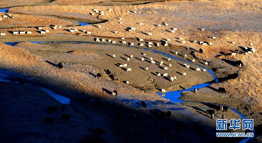 （新華全媒頭條&middot;圖文互動(dòng)）（15）格桑花開(kāi)滿天路&mdash;&mdash;寫在川藏公路通車65周年之際