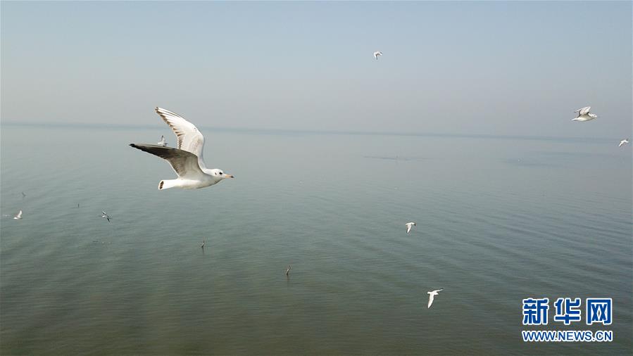 (新華全媒頭條·圖文互動)(1)大湖見證——長三角三大淡水湖綠色發(fā)展之路